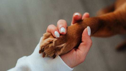 Bierhefe in der Hundeernährung: Natürliche Unterstützung für Haut, Fell und Verdauung