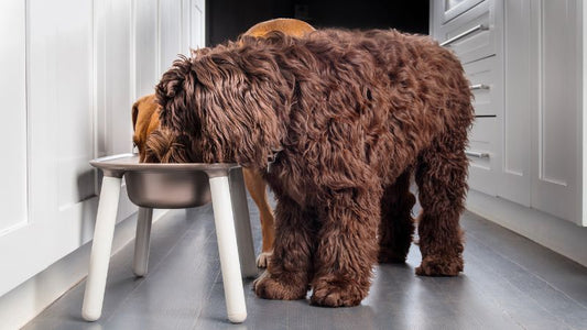 Flohsamenschalenpulver in der Hundeernährung: Unterstützung für einen funktionierenden Verdauungstrakt bei Hunden