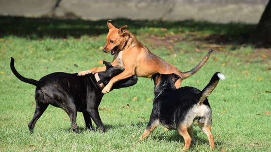 Geflügelfett für Hunde: Hochwertige Energiequelle und Geschmacksträger