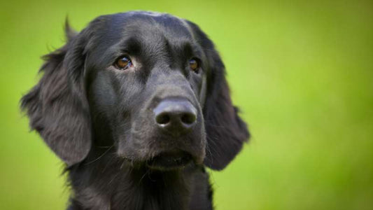 Mariendistelsamen für die Hundegesundheit: Natürliche Unterstützung für Leber und Entgiftung