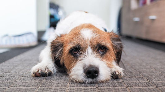 Milchsäurebakterien für Hunde: Natürliche Unterstützung für die Darmgesundheit