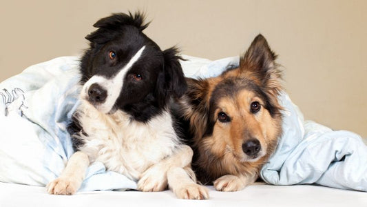 Photosynthesebakterien für die Hundegesundheit: Natürliche Unterstützung für Darm und Immunsystem