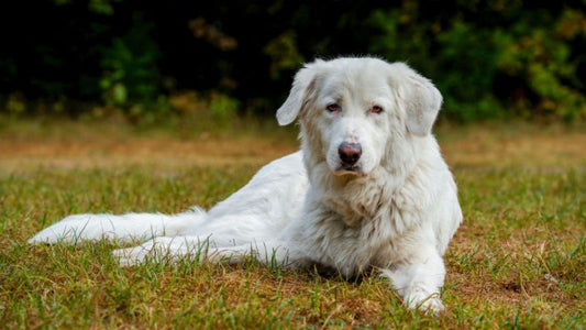 Trockenmoorpulver in der Hundeernährung: Natürliche Unterstützung für Verdauung und Wohlbefinden