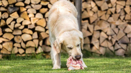 Wild- und Lammfleisch in Hundefutter: Hochwertige Proteinquellen für eine artgerechte Ernährung