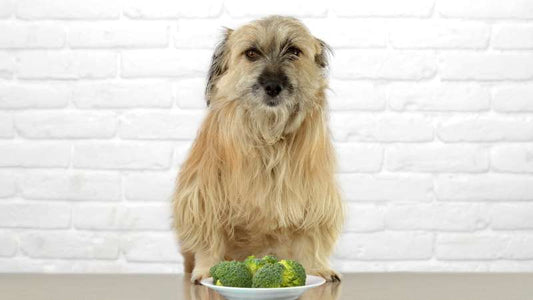 Hirse in Hundefutter: Gesunde Alternative im Hundefutter