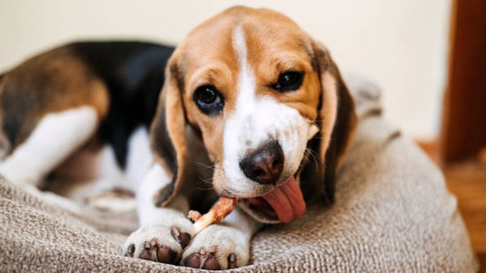 Kalbfleisch in Hundefutter: Eine hochwertige Proteinquelle für deinen Vierbeiner