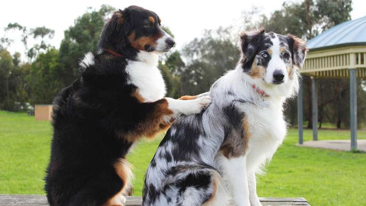 Vitamin D3 in Hundefutter – Wieso ist das Vitamin so wichtig für einen gesunden Hund