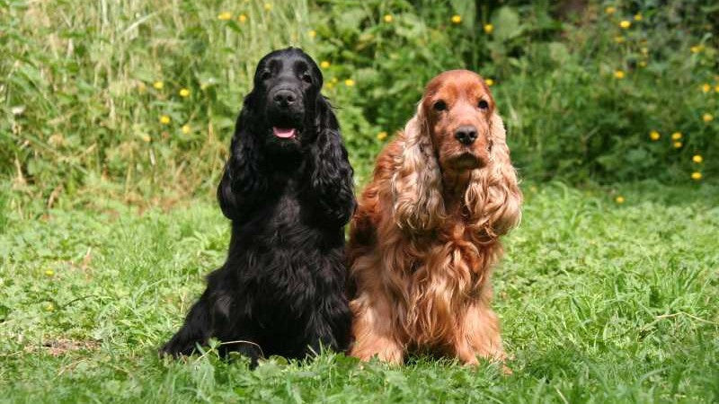 hundebett luxus Luxus Dog Lounge main image 1
