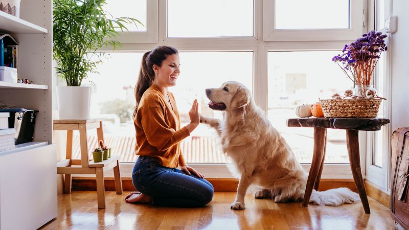 Schafgarbe für die Hundegesundheit: Natürliche Unterstützung für Verdauung, Wundheilung und Immunsystem