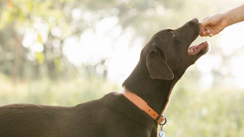Anis für die Hundegesundheit: Natürliche Unterstützung für Verdauung, Atemwege und Wohlbefinden