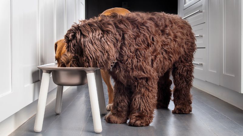Flohsamenschalenpulver in der Hundeernährung: Unterstützung für einen funktionierenden Verdauungstrakt bei Hunden