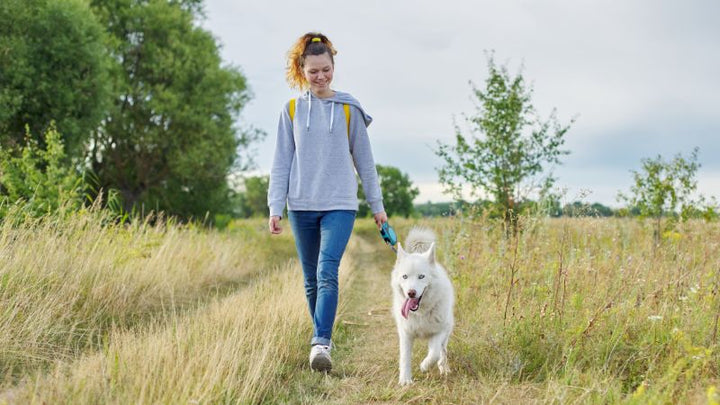 Himbeerblätter für die Hundegesundheit: Natürliche Unterstützung für hormonelles Gleichgewicht und Wohlbefinden