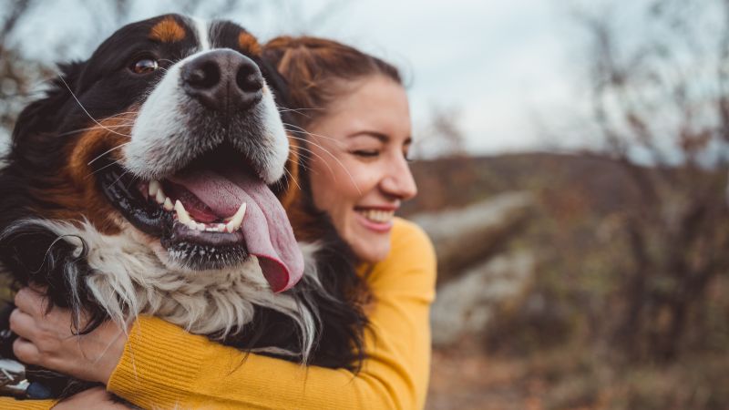 Yucca Schidigera Wurzelpulver in Hundefutter: Natürliche Unterstützung für Verdauung und Gelenke
