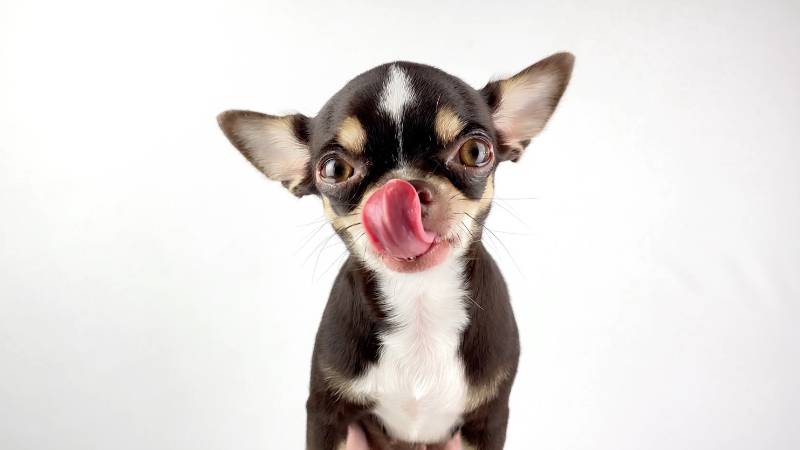 Chondroitinsulfat in Hundefutter: Unterstützung für gesunde Gelenke
