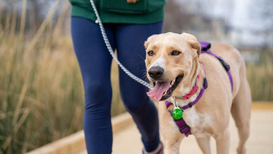 Erbsen für Hunde: Vier Vorteile für eine gesunde Hundeernährung