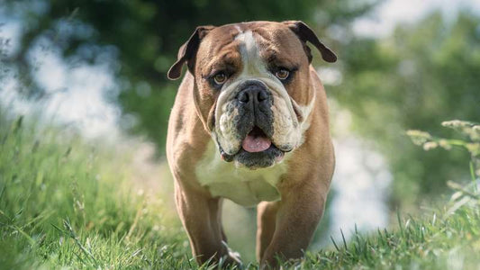 Geflügel in Hundefutter: Gesund, natürlich und bekömmlich