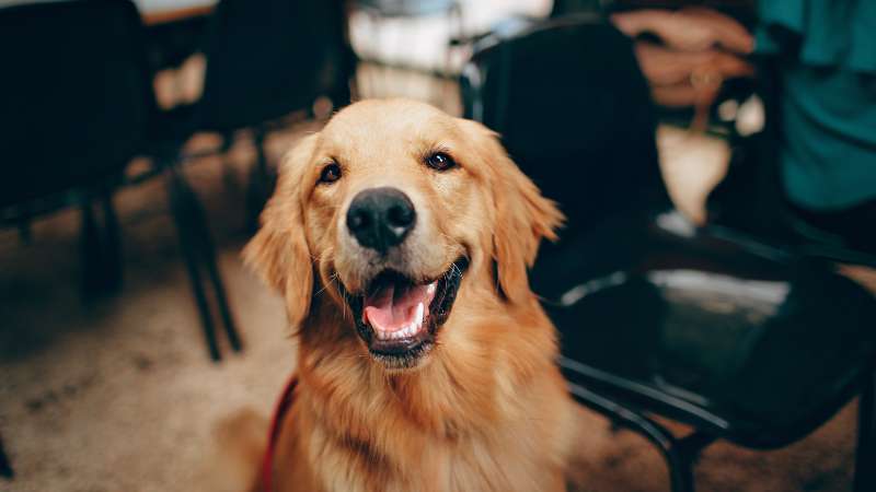 Getreide in Hundefutter: Sinnvolle Zutat oder unnötiger Füllstoff?