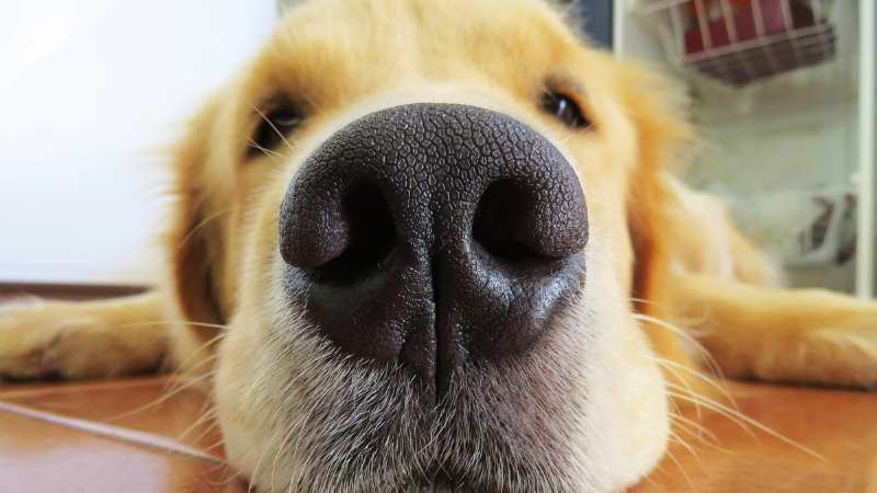 Glucosamin für Hunde: Unterstützung für Gelenke und Mobilität