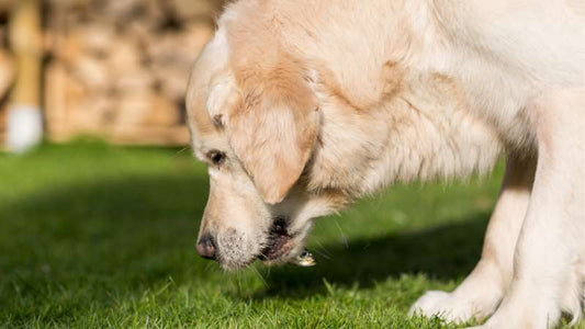 Jod in Hundefutter – Was du für einen gesunden Hund wissen solltest