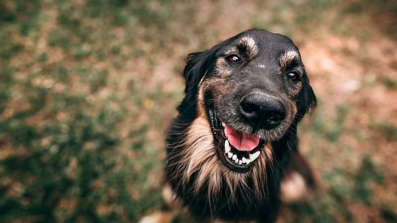 Karotten in Hundefutter: Gesund, nährstoffreich und lecker