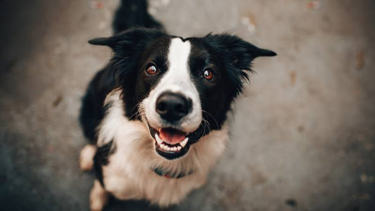 Kartoffeln in Hundefutter: Eine gesunde Energiequelle