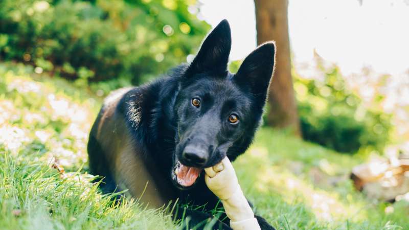 Lachs in Hundefutter: Gesunde Proteinquelle für deinen Vierbeiner