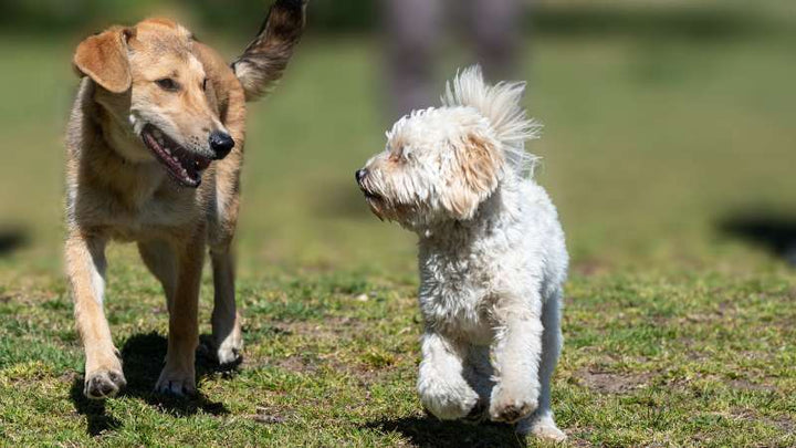 Mangan in Hundefutter – Welche gesundheitlichen Probleme es vermeiden kann
