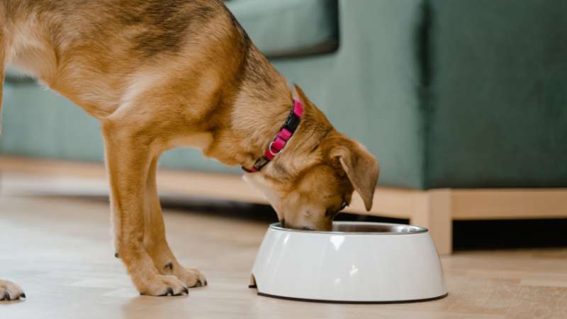 Nudeln in Hundefutter: Sinnvolle Kohlenhydratquelle oder unnötiger Füllstoff?