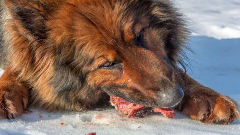 Pferdefleisch im Hundefutter: Gesunde Wahl oder überbewertet