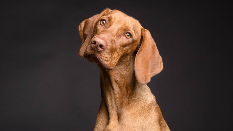 Tomaten in Hundefutter: Was die Zutat so gesund macht