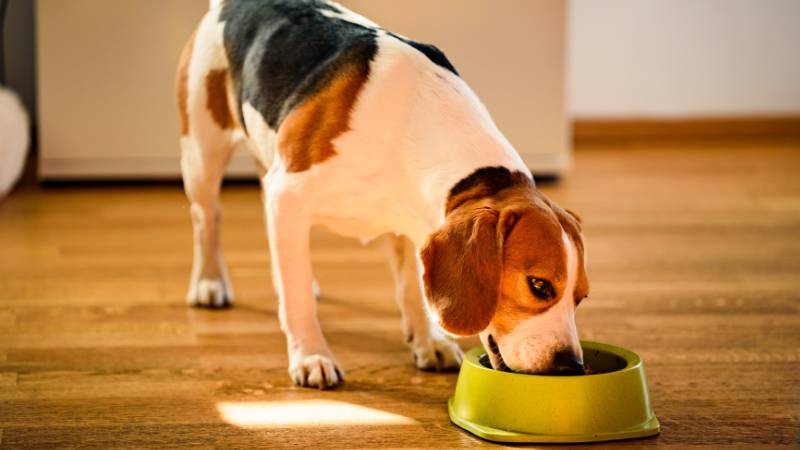 Süßkartoffeln in Hundefutter: Eine gesunde Alternative