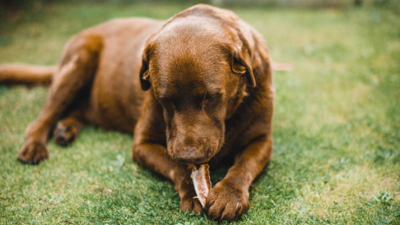 Chicoréewurzel in Hundefutter: Gesunde Ballaststoffquelle für deinen Vierbeiner