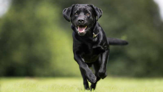 Calcium für Hunde: Was du wissen musst und wie du Mangel vermeidest