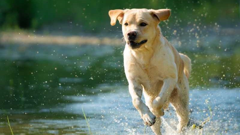 Magnesium für Hunde: Warum es so wichtig ist und wie du Mangel vermeidest