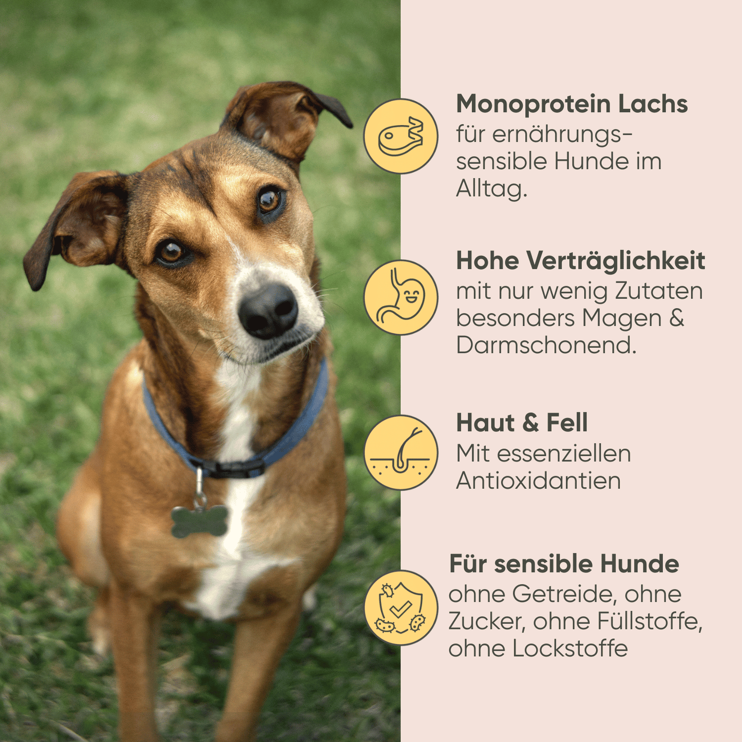 Lachs & Kartoffel