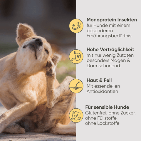 Insekten & Süßkartoffel