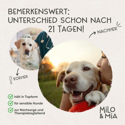 Daily Bites + 30-Tage Magen-Darm-Kur im Vorteilspaket