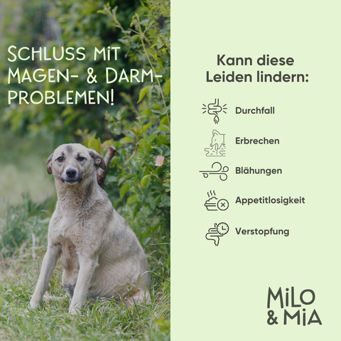 Daily Bites + 30-Tage Magen-Darm-Kur im Vorteilspaket