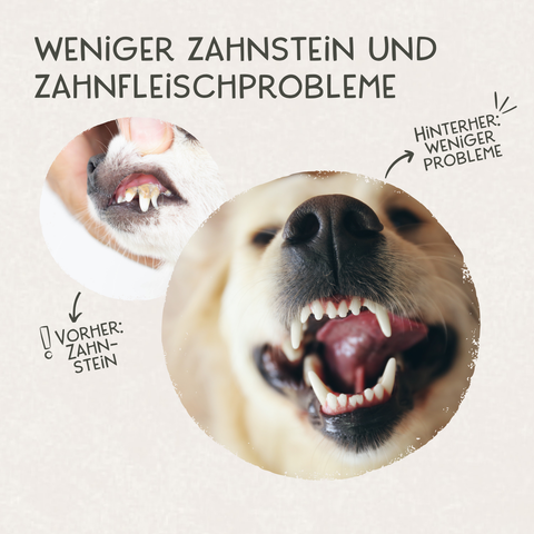 Daily Care - Probiotisches Dental Spray