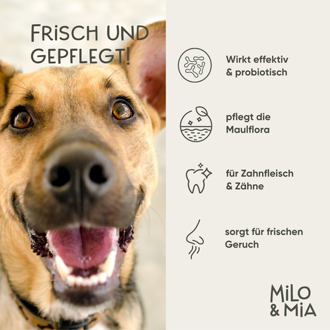 Dental Bundle für Hunde – Zahnpflege-Snacks & Spray