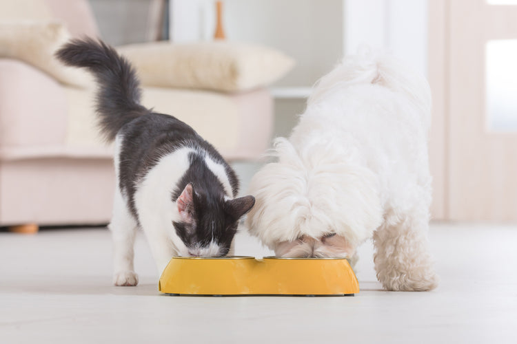 Schwarz-weiße Katze und weißer Hund mit gelocktem Fell teilen sich einen gelben Napf.